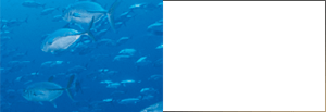 Soluble Proteoglycan