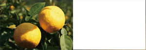Citrus Junos Fruit Extract