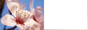Prunus Yedoensis Leaf Extract