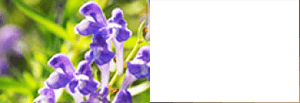 Scutellaria Baicalensis Root Extract