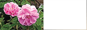 Rosa Centifolia Flower Extract